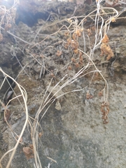 Arabis sagittata borealis