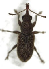 Rhinorhynchus rufulus