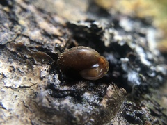 Cryptomastix germana
