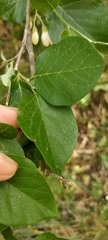 Styrax officinalis