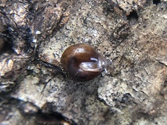 Cryptomastix germana