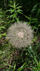 Tragopogon porrifolius