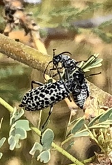 Epicauta maculata-group