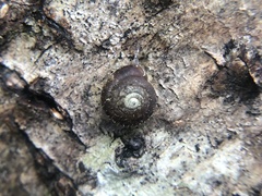 Cryptomastix germana