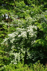 Crataegus × media