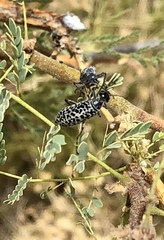 Epicauta maculata-group