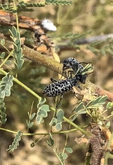 Epicauta maculata-group