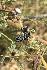 Epicauta maculata-group