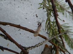 Chilostigma sieboldi