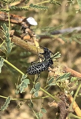 Epicauta maculata-group