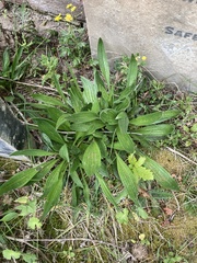 Plantago lanceolata