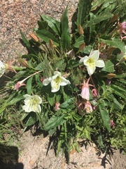 Oenothera cespitosa