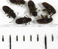 Rhinorhynchus rufulus