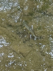 Salmo trutta fario