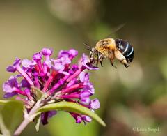 Amegilla cingulata