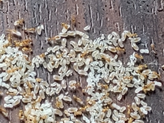 Monomorium pharaonis