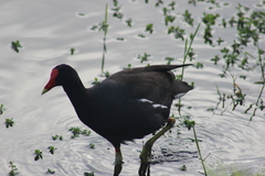 Gallinula galeata cachinnans