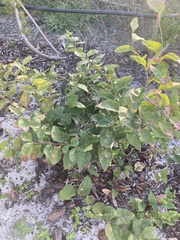 Halleria lucida