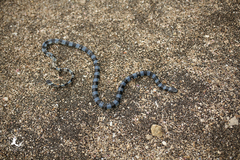 Laticauda laticaudata