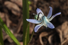 Scilla rosenii