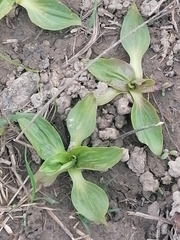 Plantago major