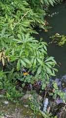 Machilus japonica