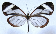Oleria paula