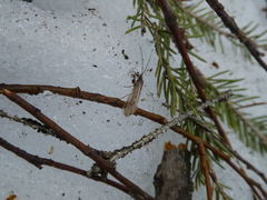 Chilostigma sieboldi