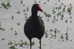 Gallinula galeata cachinnans