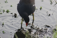 Gallinula galeata cachinnans