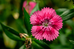Dianthus balbisii
