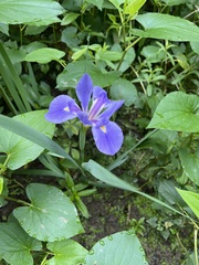 Iris giganticaerulea