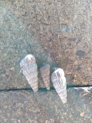 Cerithidea decollata