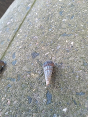 Cerithidea decollata