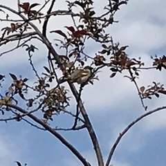 Passer domesticus