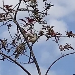 Passer domesticus