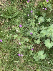 Geranium pyrenaicum