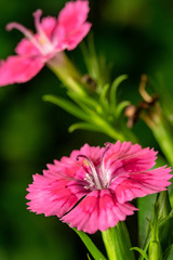 Dianthus balbisii