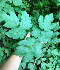 Actaea elata
