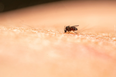 Forcipomyia taiwana