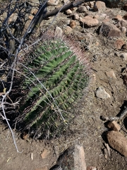 Ferocactus peninsulae