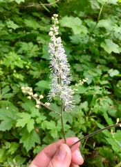 Actaea elata