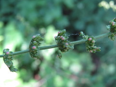 Rumex hydrolapathum