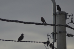 Sturnus vulgaris