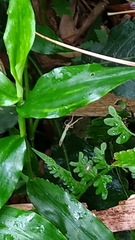 Miagrammopes orientalis