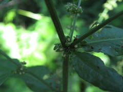 Rumex hydrolapathum