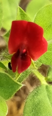 Lotus tetragonolobus
