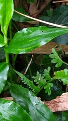 Miagrammopes orientalis