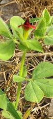 Lotus tetragonolobus