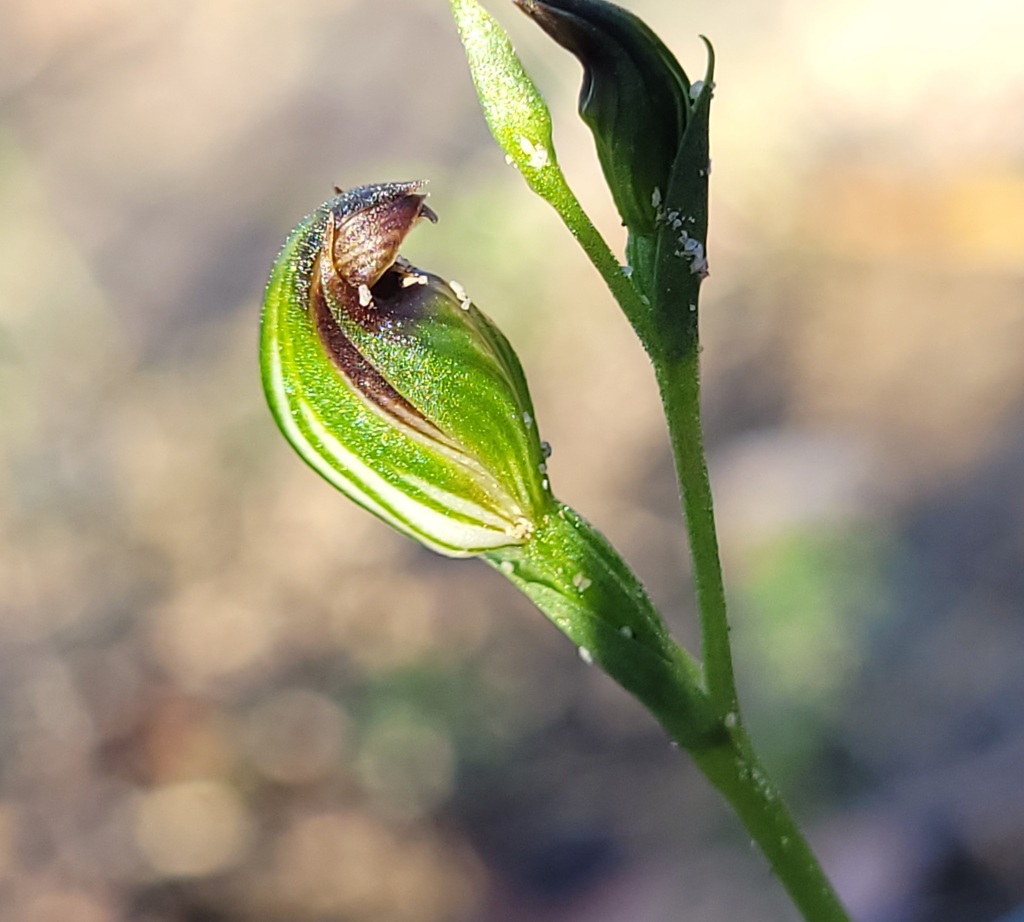 Pterostylis furva